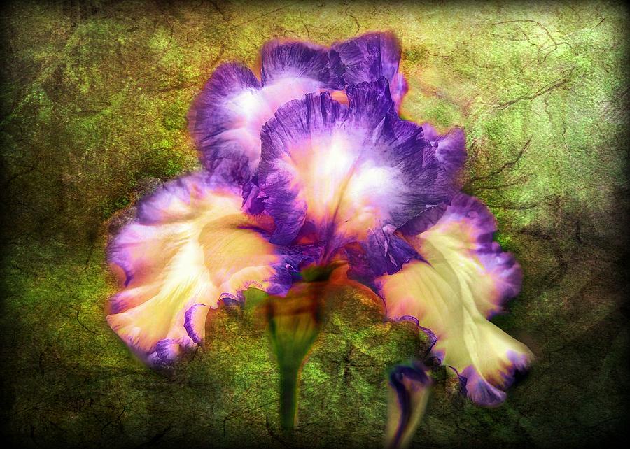 Iris Beauty Painting by Lilia D