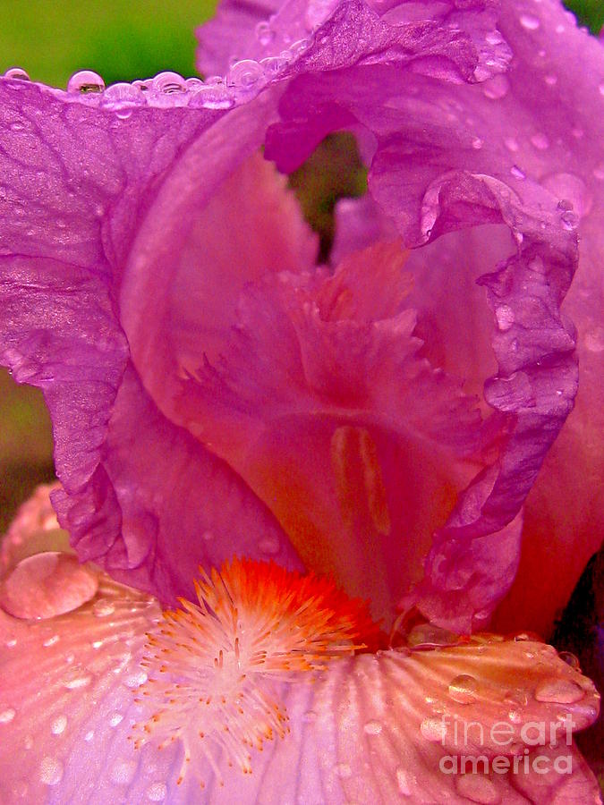 Iris Beauty Photograph