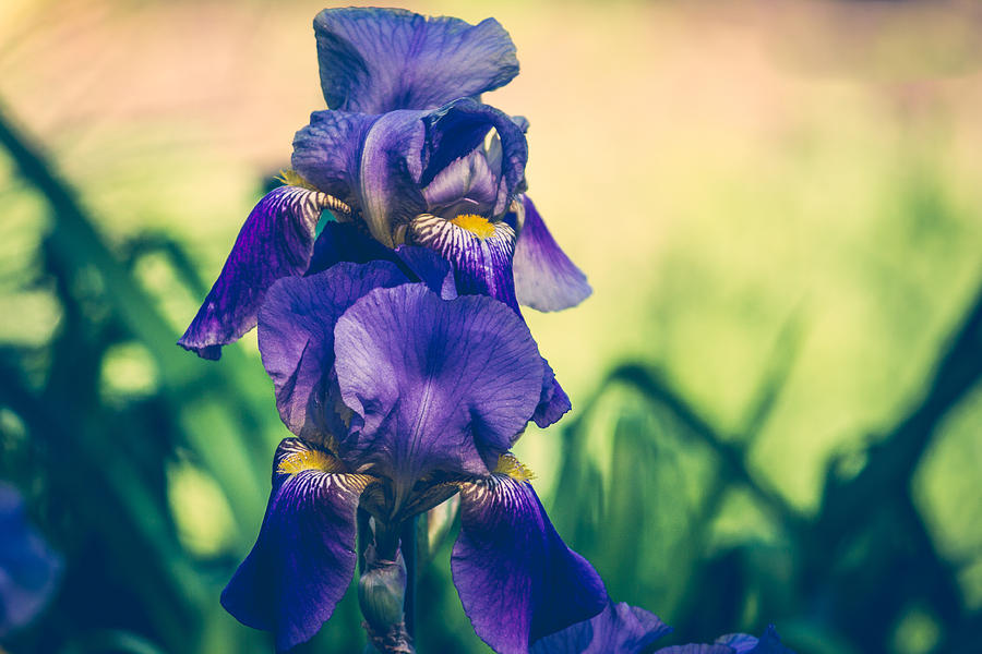 Iris Beauty Photograph