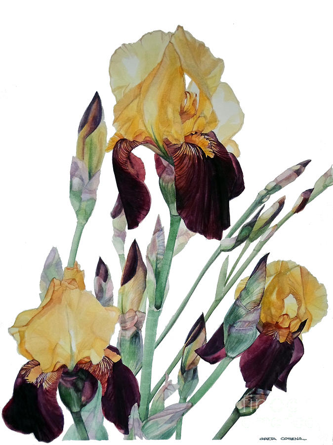 Watercolor of Tall Bearded Iris in Yellow and Maroon I call Iris Beethoven Painting by Greta Corens