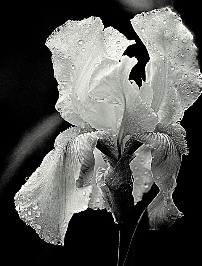 Iris Black White Photograph by Joan Han
