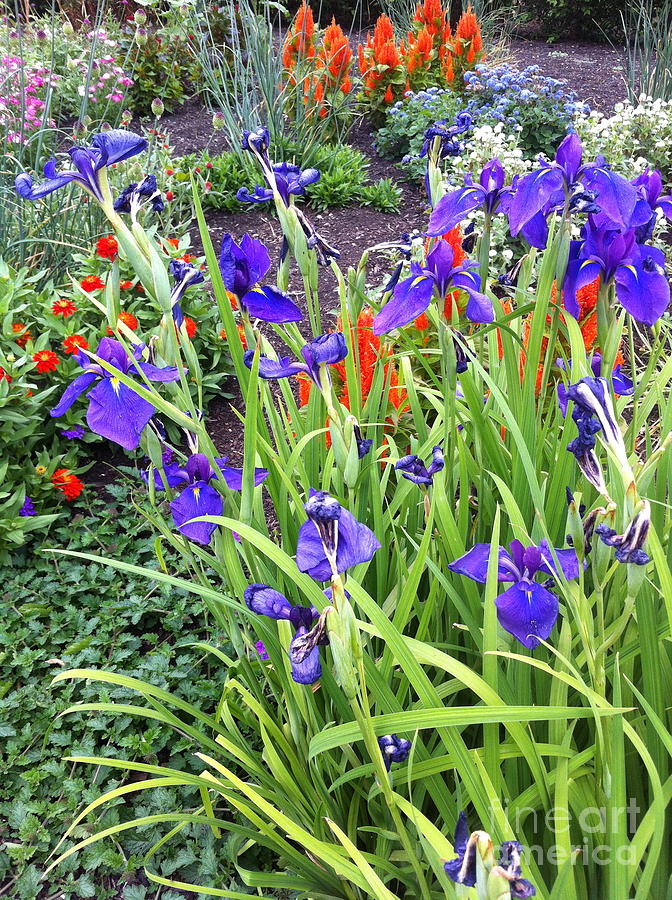 Iris Bloom Photograph by Mark Messenger