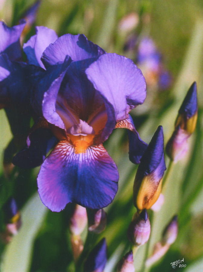 Iris Bloom Photograph by Mary Armstrong