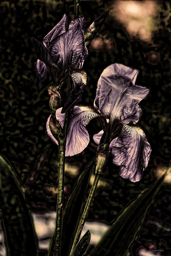 Iris Blooms Light Purple Photograph by Lesa Fine