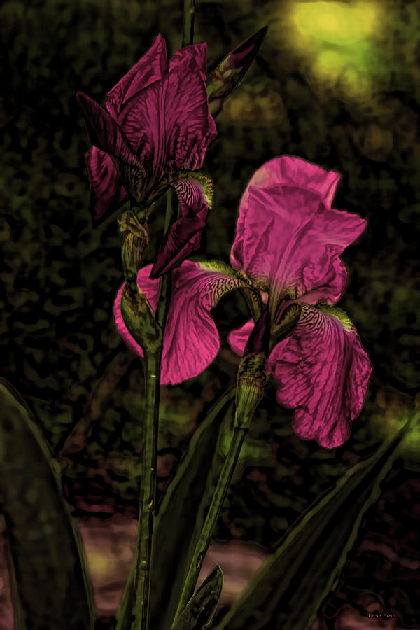 Iris Blooms Pink Mixed Media by Lesa Fine