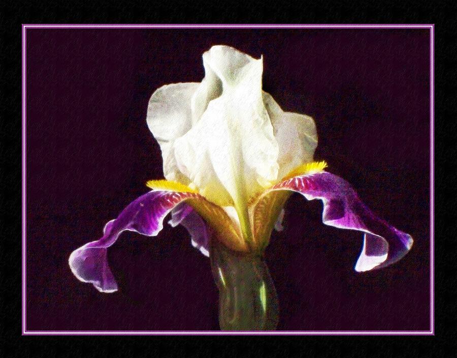 Iris Blossom Photograph by Joy Nichols