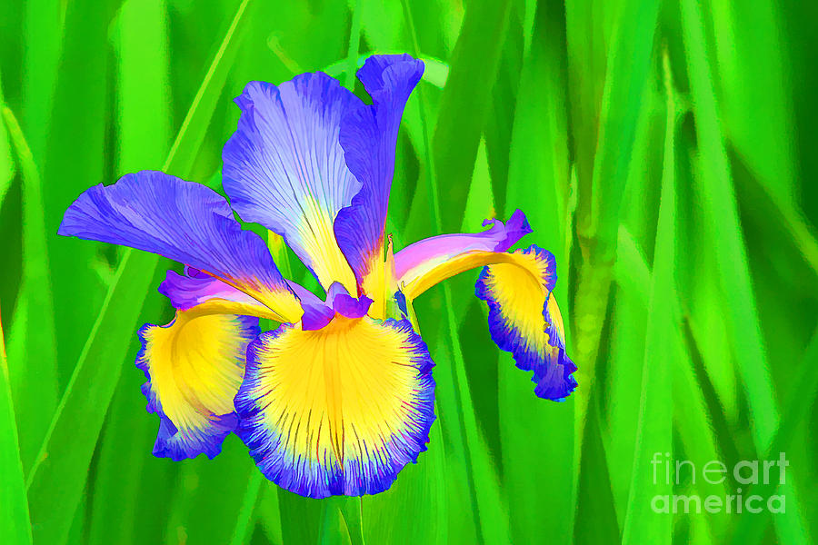 Iris Blossom Photograph by Teresa Zieba