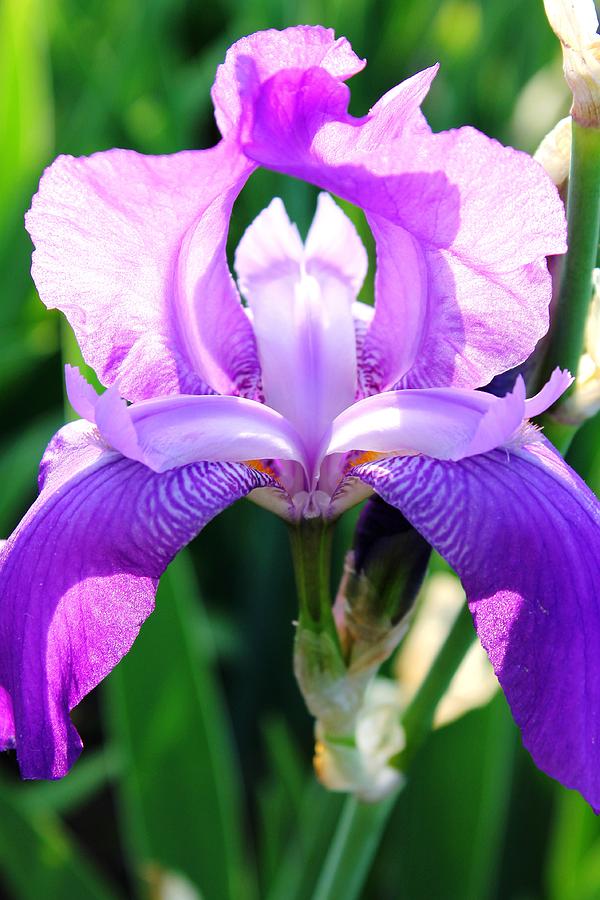 Iris Photograph - Iris Blossomed by Mark Szep