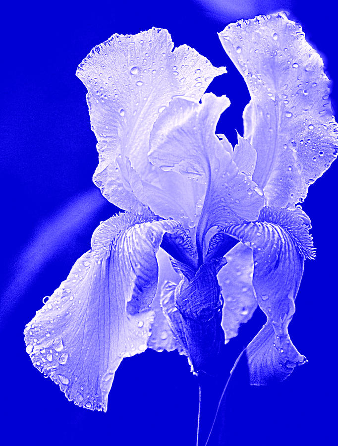 Iris Blue Photograph by Joan Han