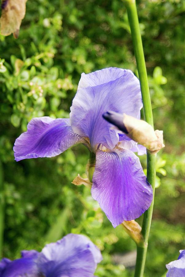 Iris blue Rhythm Flower Photograph by Adrian Thomas