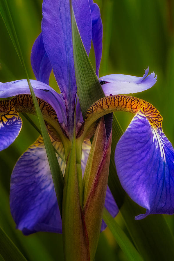 Iris Blues Photograph by Bill Wakeley