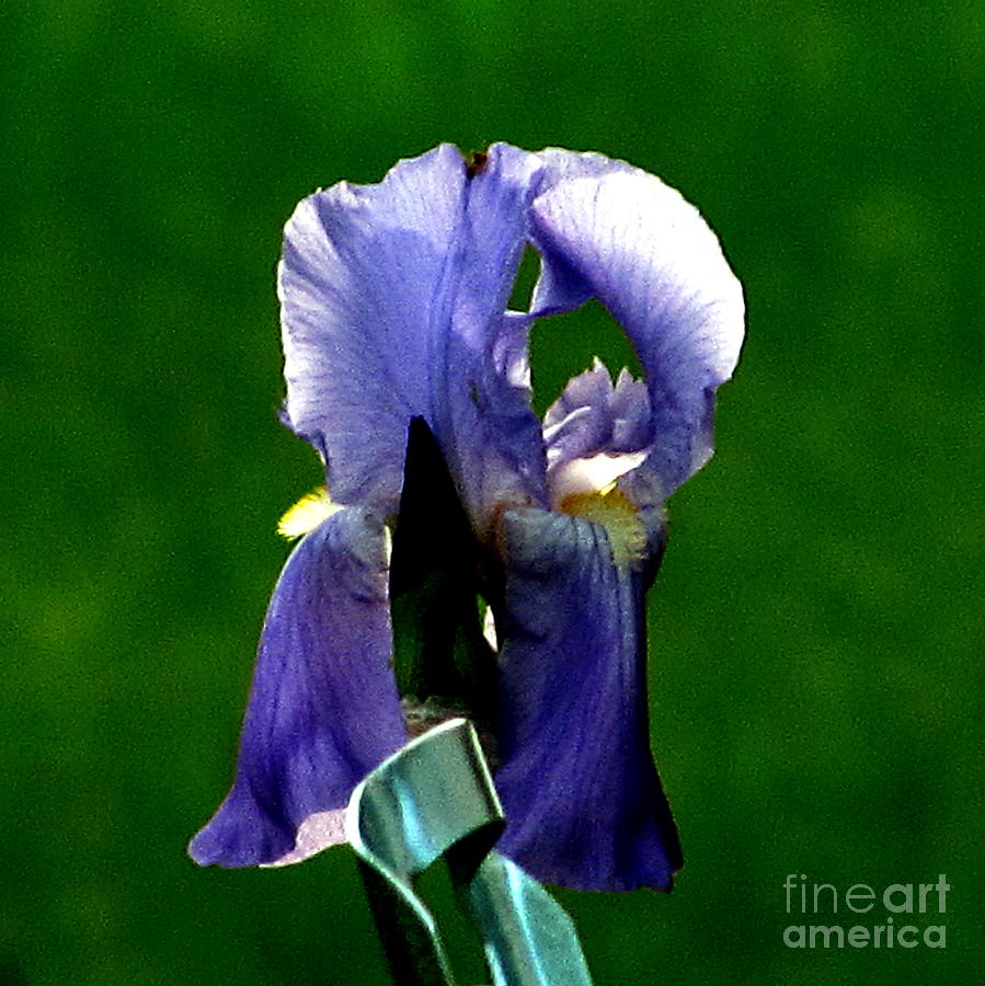 Iris Blues Photograph by Marilyn Smith