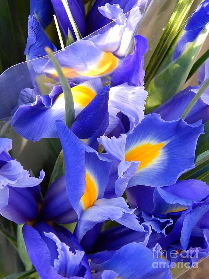 Iris Blues In New Orleans Louisiana Photograph by Michael Hoard