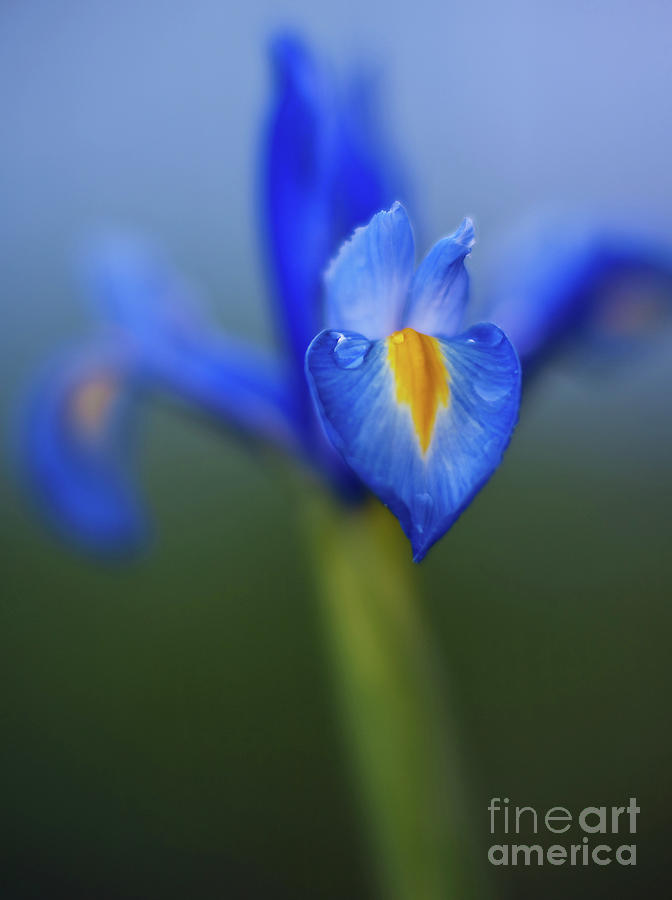 Iris Photograph - Iris Blues by Mike Reid
