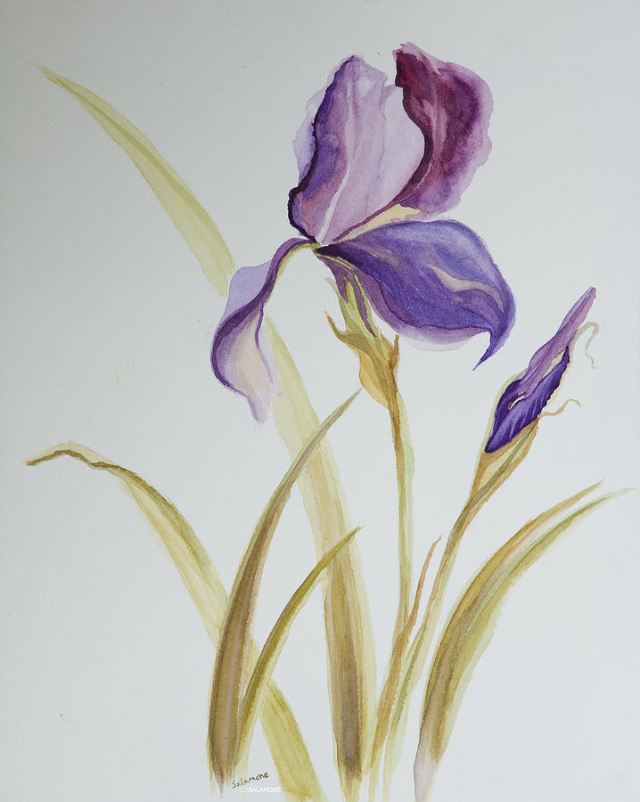 Iris Painting by Brenda Salamone