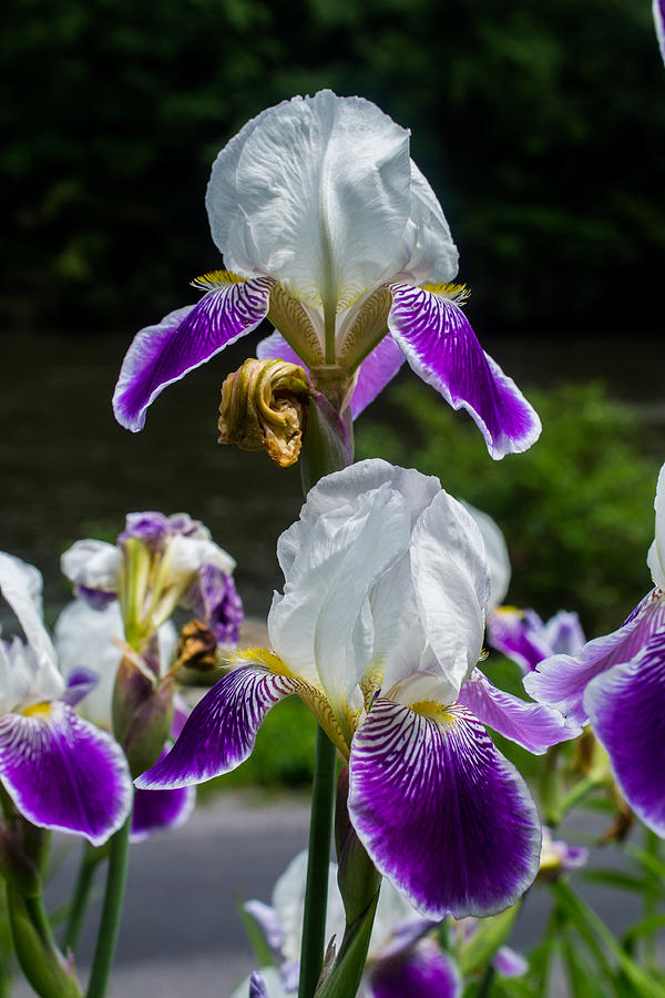 Iris By The River Photograph by Anthony Thomas | Fine Art America