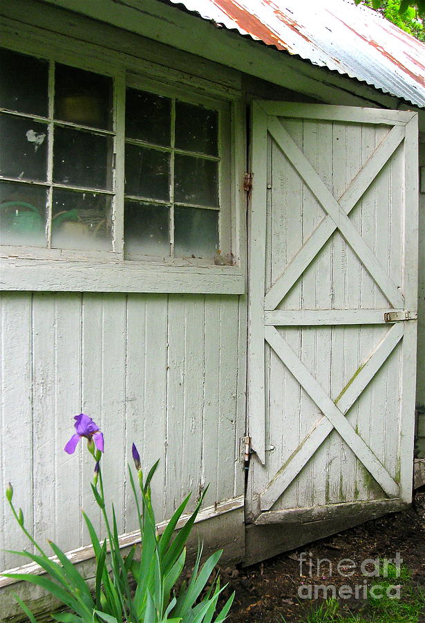 Iris By The Woodshed  Photograph by Nancy Patterson