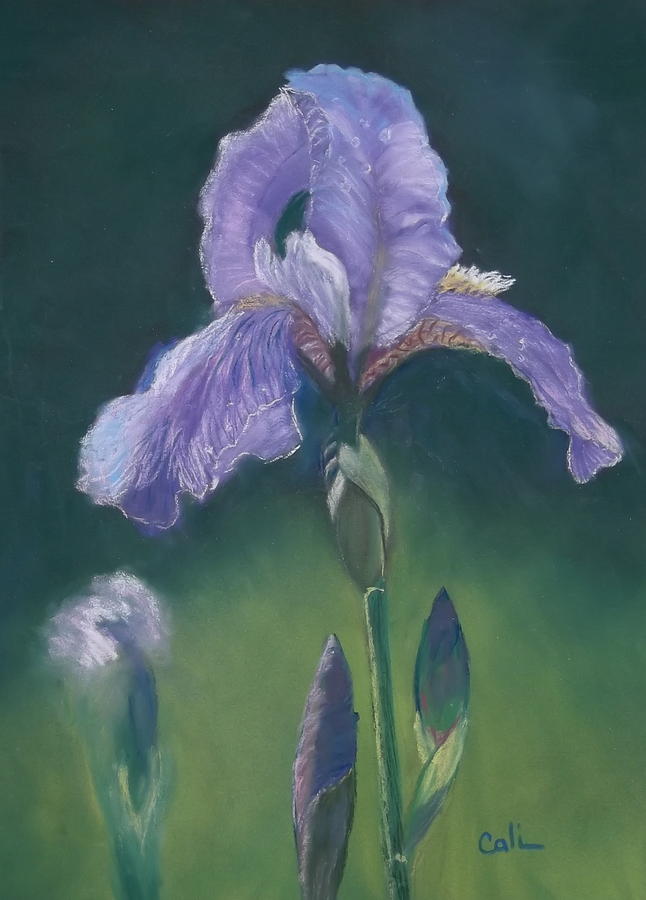 Floral Painting - Iris by Calliope Thomas Floral Painting - Iris by Calliope Thomas