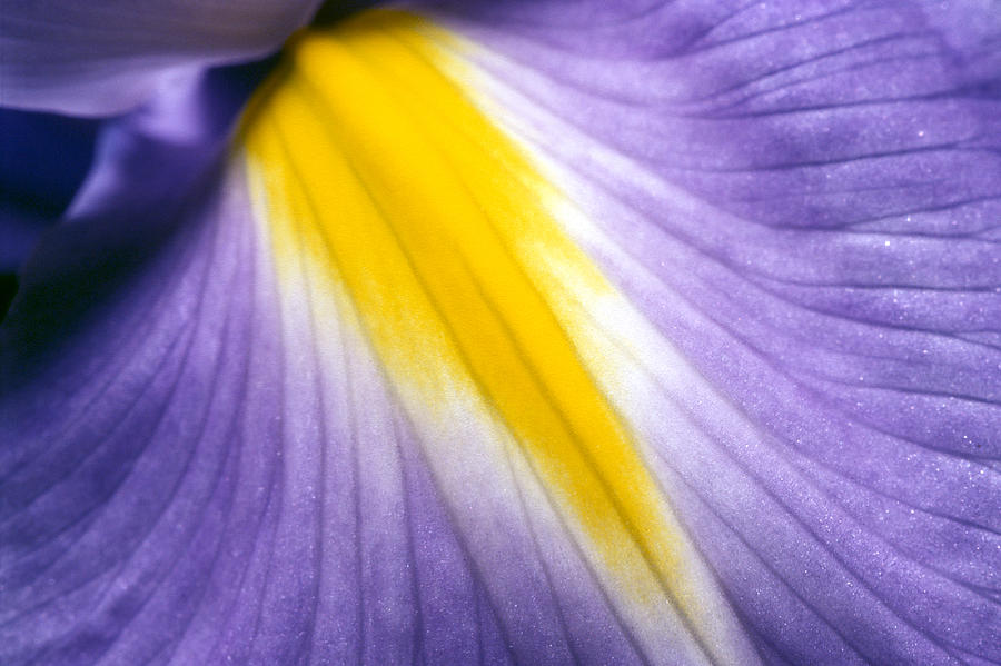 Iris Photograph by Carl Perkins - Fine Art America