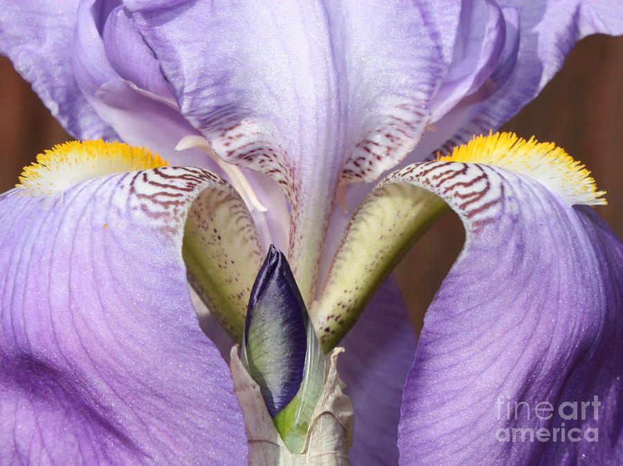 Iris Photograph - Iris by Carol Groenen