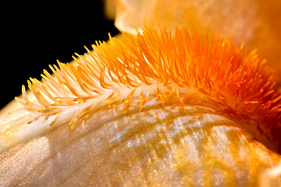 Iris Photograph - Iris Caterpillar by Tomasz Dziubinski