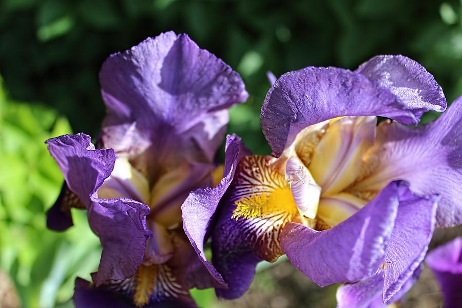 Iris  Photograph by Cathy Anderson