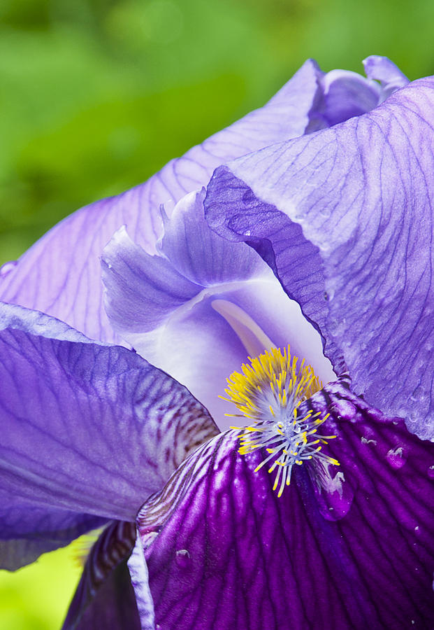Iris Photograph by Celso Bressan