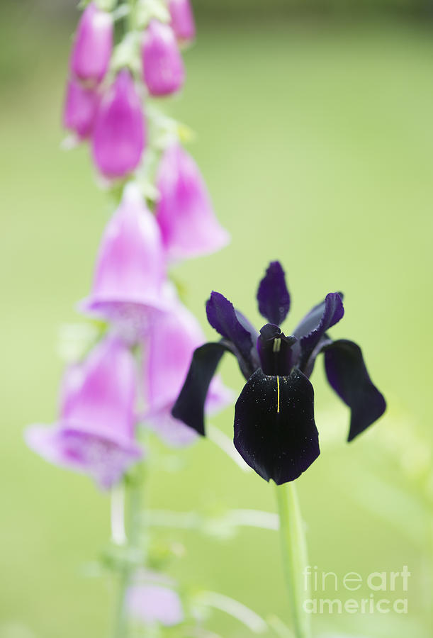 Iris Photograph - Iris chrysographes Black Form with foxglove by Tim Gainey