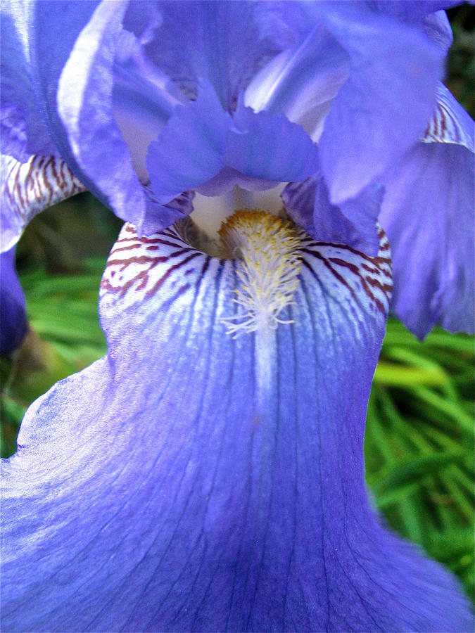 Iris Close-Up 2 Photograph by Linda Williams
