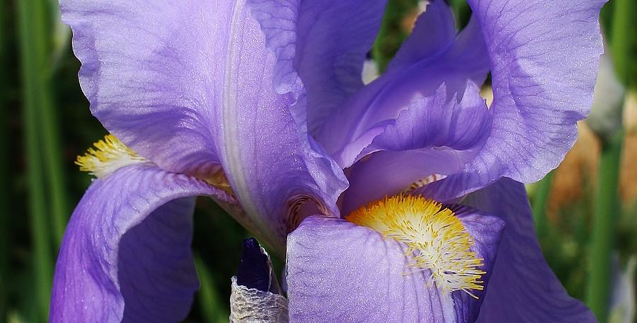 Iris Close Up Photograph by Bruce Bley