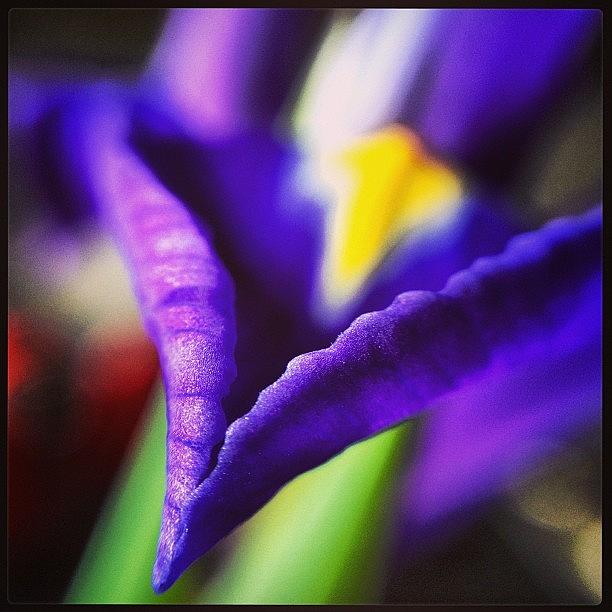 Iris Photograph - Iris close-up by Gaelle Henderson