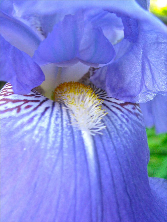 Iris Close-Up Photograph by Linda Williams