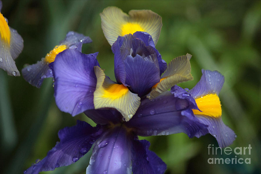 Iris Photograph - Iris Close Up by Luv Photography