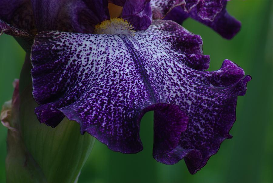 Iris Closeup Photograph by Ken Dietz