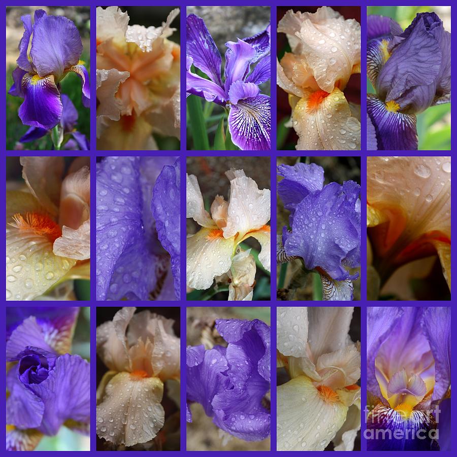 Iris Photograph - Iris Collage by Carol Groenen