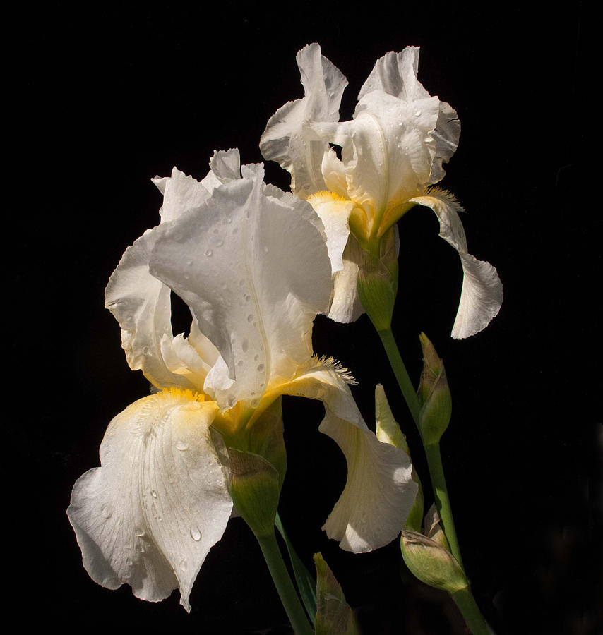 Iris Cream Photograph by Don Spenner