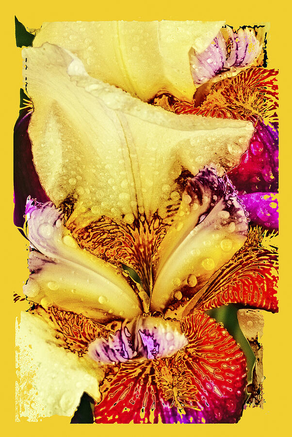 Iris - Customized Photograph by Paul W Faust -  Impressions of Light