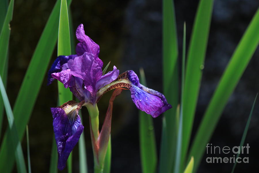 Iris Photograph - Iris by Dorothy Hall