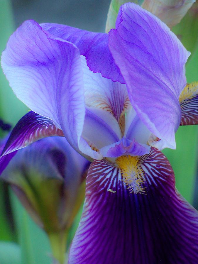 Iris Photograph - Iris Dream by Nancy Andersen 