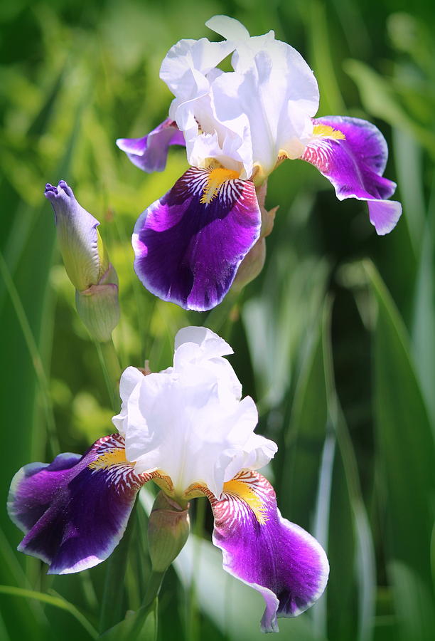 Iris Photograph - Iris Duet of Beauty by Rosanne Jordan