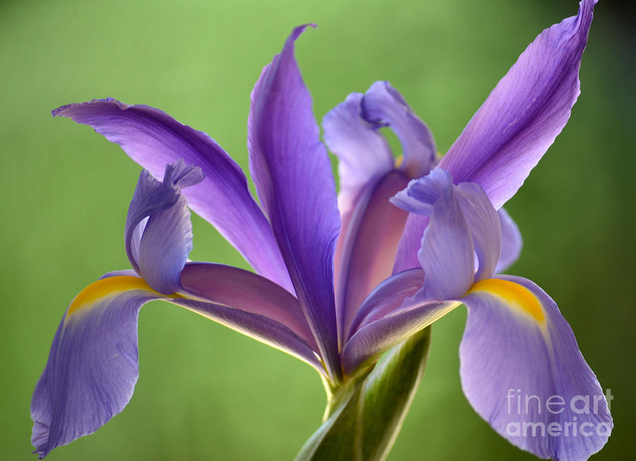 Iris Photograph - Iris Elegance by Deb Halloran