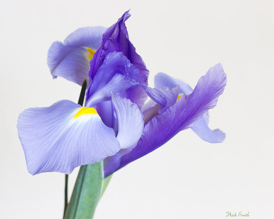 Iris Elegance  Photograph by Heidi Smith
