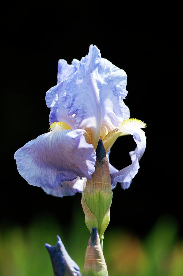 Iris elizabeth Of England Photograph by Sam K Tran/science Photo Library