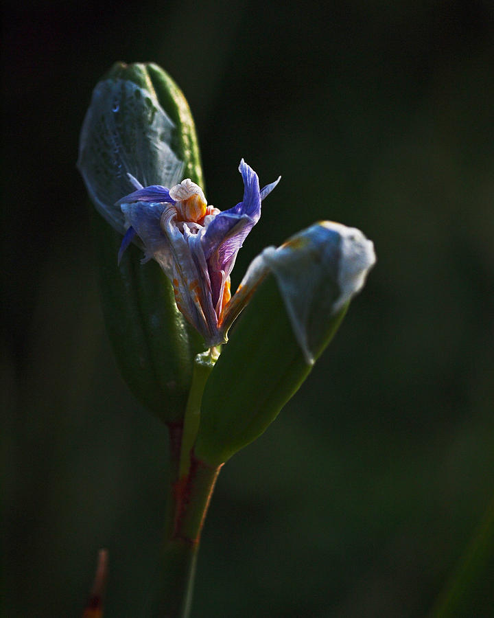 Iris Emerging  Photograph by Rona Black
