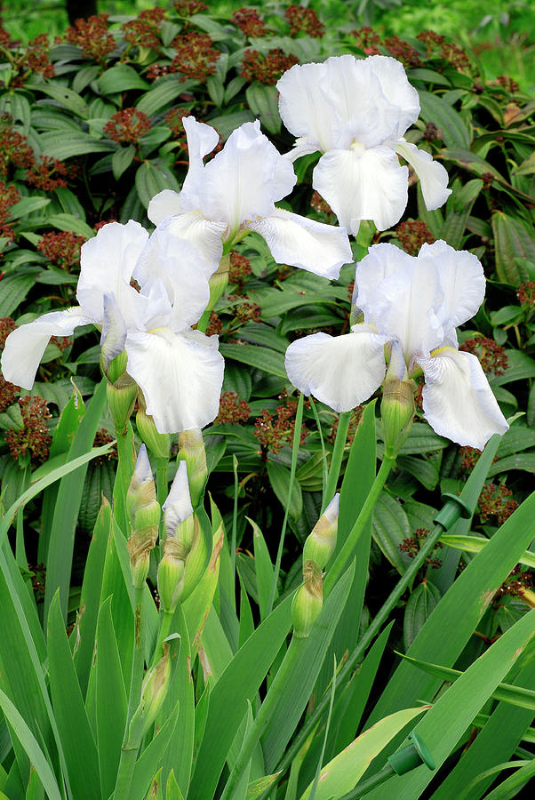 Iris english Cottage Photograph by Anthony Cooper/science Photo Library