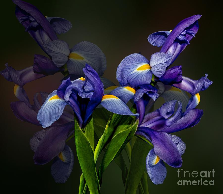 Iris Fantasy Photograph by Shirley Mangini