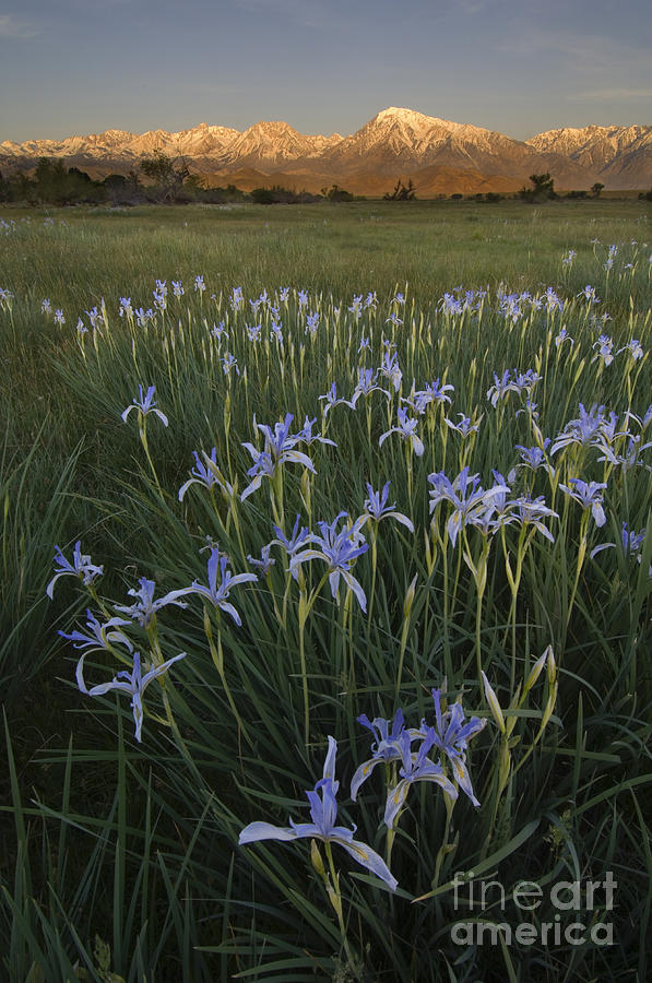 Iris Field Photograph by John Shaw