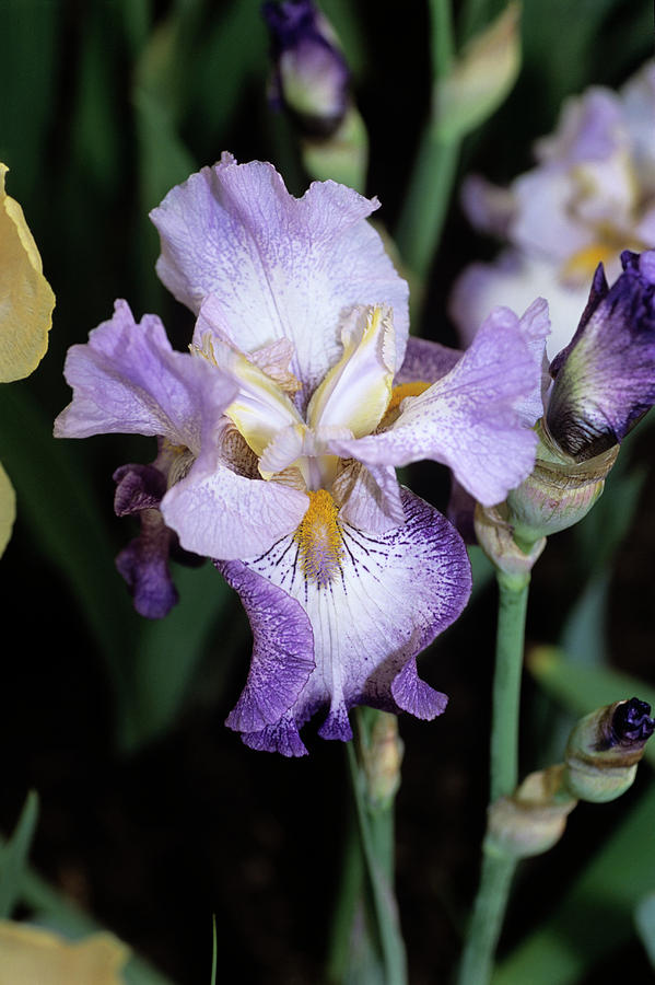 Iris Flower Photograph by Science Photo Library Iris Flower Photograph by Science Photo Library