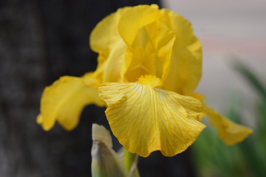Iris Flower Art Prints Yellow Bearded Irises Photograph