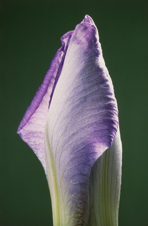Iris Flower Bud Photograph by Perennou Nuridsany